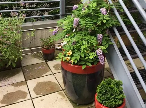 Growing wisteria in the pot: instructions for magnificent flowers