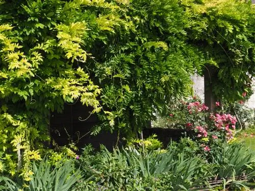 Wisteria care: This is how you ensure lush flowers