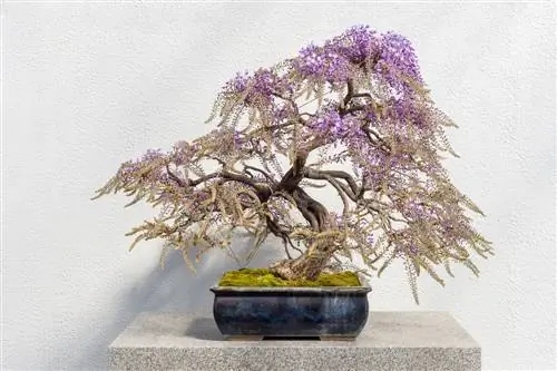 Trồng wisteria của riêng bạn như một cây cảnh