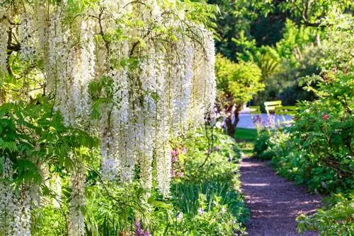 একটি গোপনীয়তা পর্দা হিসাবে Wisteria