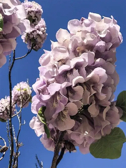 paulownia түрлөрү