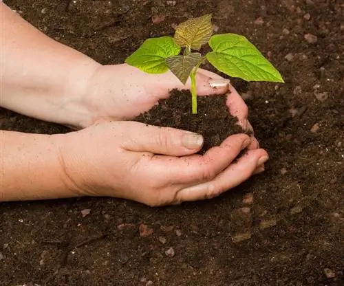 Paulownia seedlings: tswv yim rau cog & tu