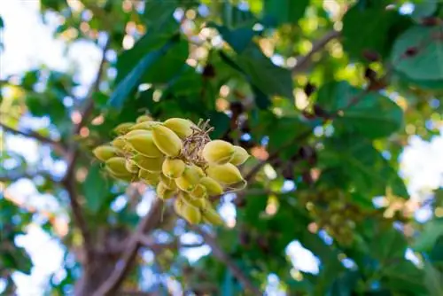 Jacinthe des bois : Les fruits et les feuilles sont-ils toxiques ?