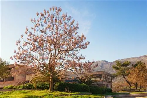 pertumbuhan pokok bluebell setiap tahun