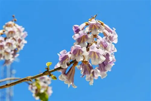 tiempo de floración del árbol de campanilla azul