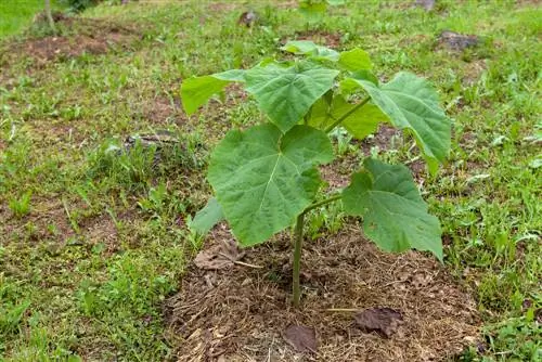 hou die blouklokboom klein