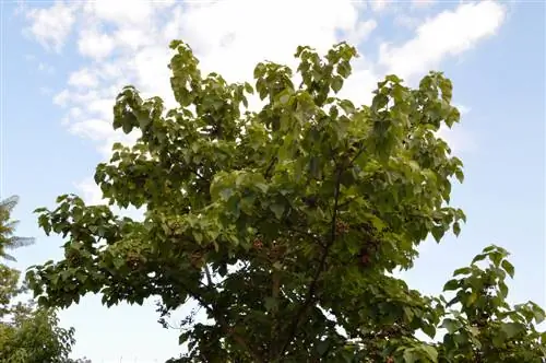 taglio dell'albero di campanula