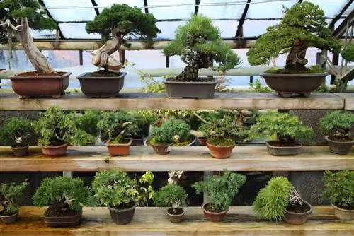 varpelio medžio bonsai