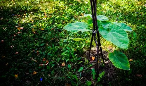 Caring for the bluebell tree: This is how it thrives