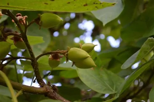 ब्लूबेल वृक्ष रोग