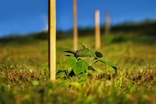 instruções de cultivo da árvore bluebell