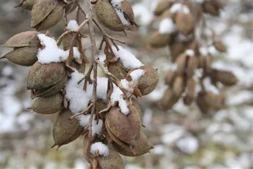 pokok bluebell tahan lasak