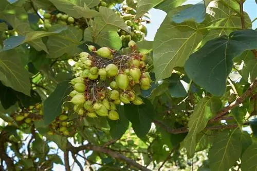 buah pokok bluebell boleh dimakan