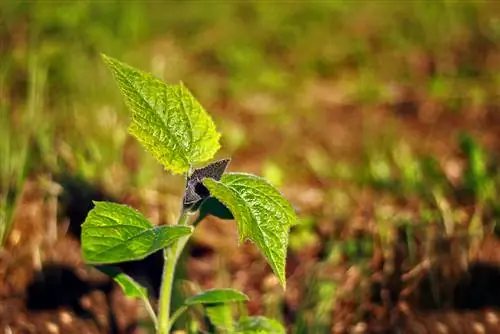 Albero della campanula: radici, crescita e informazioni importanti