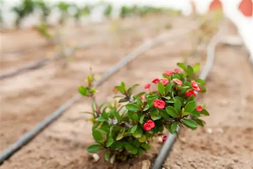 blomsterrabatt vattning