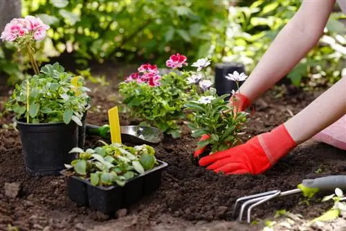 Plantando um canteiro de flores: Dicas para um canteiro magnífico