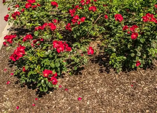 Bas deklaag op blombeddings: voordele en nadele in 'n oogopslag