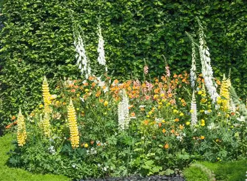 flowerbed-in-front-of-hedge