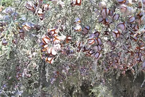 Mengeluarkan biji thuja