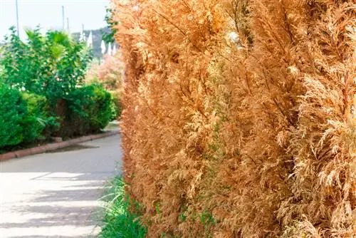 Sua sebe thuja está doente? É assim que você ainda pode salvá-los