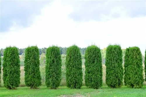 thuja plant spasiëring