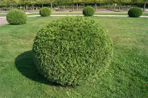 Cortar la bola de Thuja: así se consigue la forma perfecta