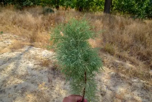 Cultiva Thuja tú mismo: métodos y consejos para tener éxito