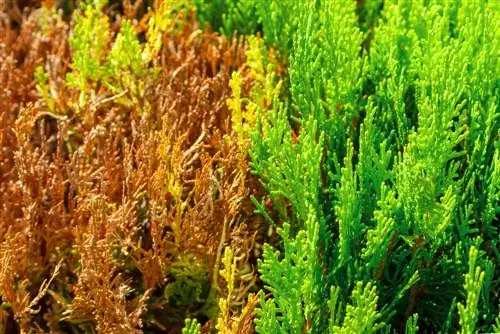 Thuja Smaragd: تغییر رنگ قهوه ای – علل و راه حل ها