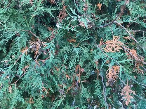 מחלות אמרלד של thuja