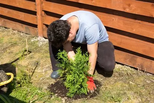 thuja smaragdgroene planten