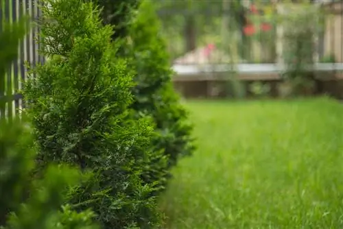 Fertilizzare Thuja Smaragd: la strada giusta per una siepe sana