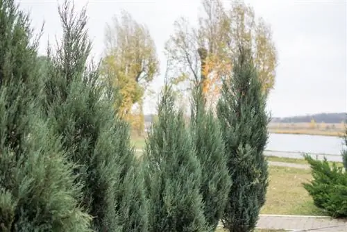 Thuja smaragdna nega