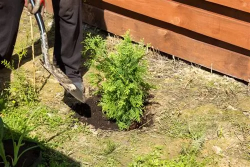 Oorplanting van thuja-smarag