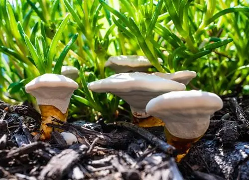 paddenstoelen-in-het-bloembed