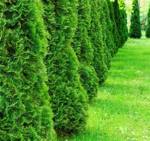 thuja изумруд өсүшү