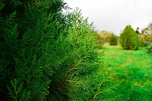 Thuja Smaragd Urýchlite rast: Tipy a triky