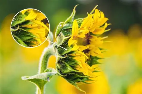 Aphids və günəbaxanlarla mübarizə