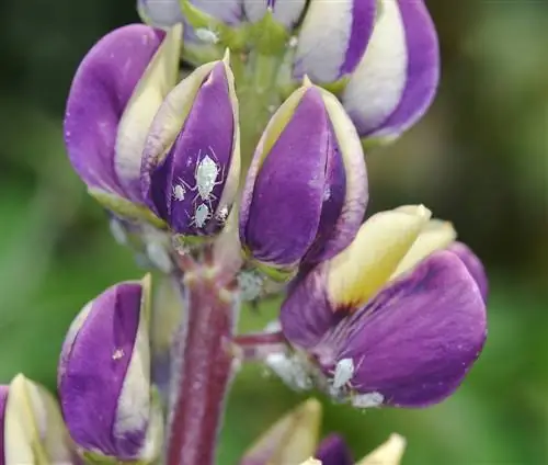 Fighting lupine aphids