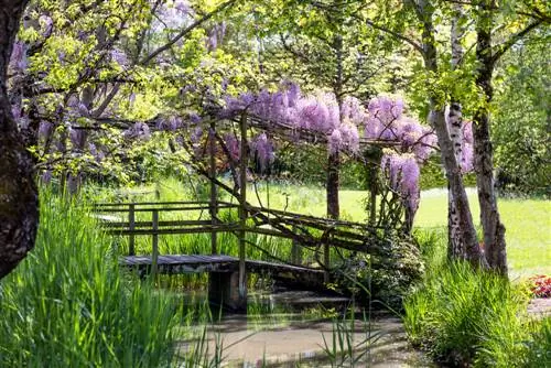 Wisteria không phát triển