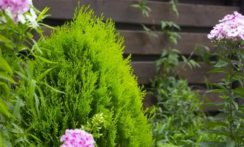 thuja sorter