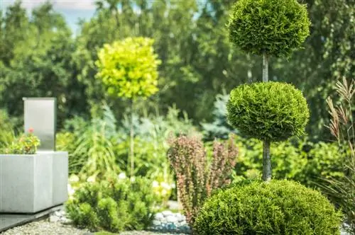 Thuja-ligging: Hoe om die perfekte plek in die tuin te vind