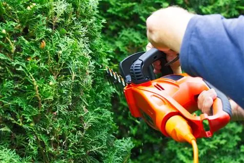 Skär ner Thuja kraftigt: När och hur man gör det korrekt