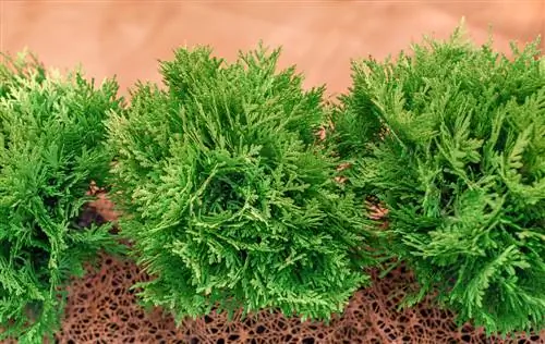 thuja кесүү