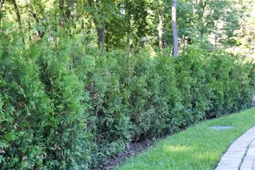 Thuja өсүшүн тездетүү