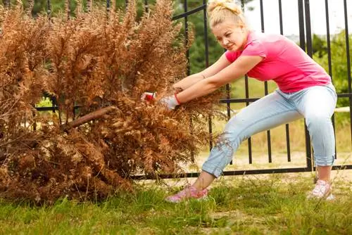 Le radici di Thuja marciscono