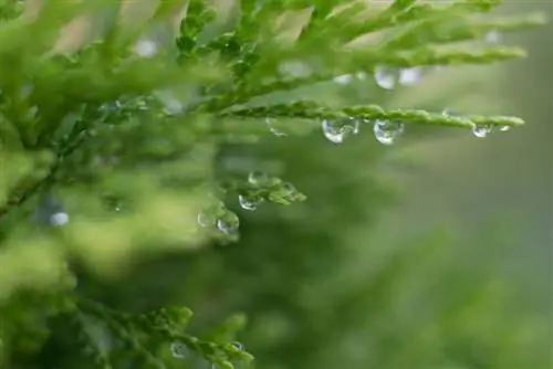 Thuja and water: How much is too much for the tree of life?