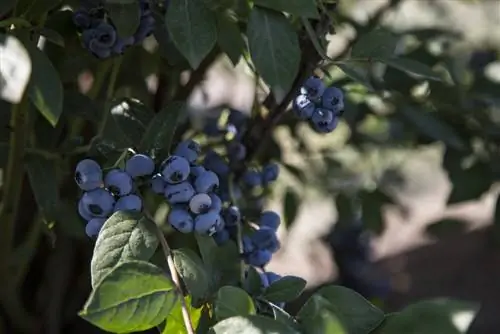 nuanta de fructe de padure