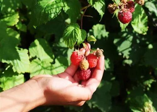 berry plants