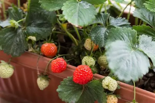 berries-katika-ndoo