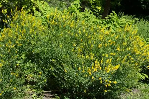 Plant besem: Dit is hoe dit in jou tuin floreer